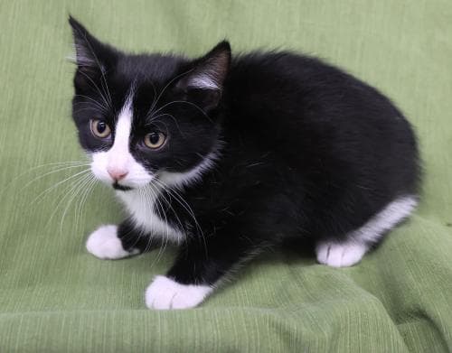 Sushi - Domestic Short Hair