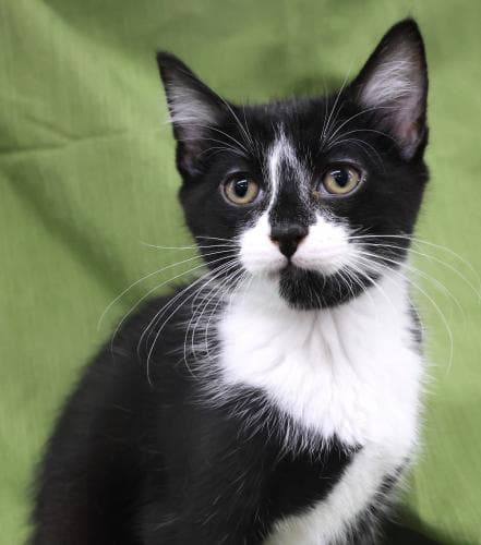 Sal - Domestic Short Hair