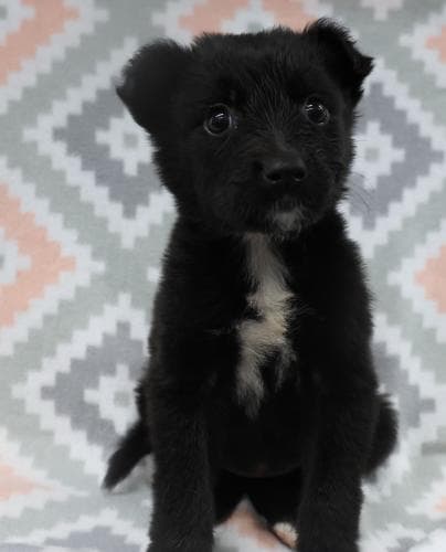 Ami - Shepherd