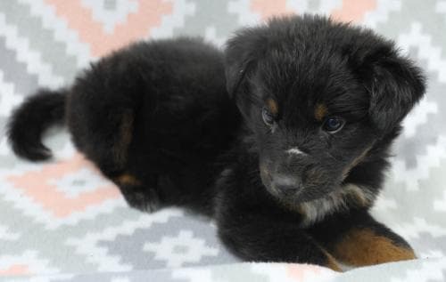 Alli - Shepherd