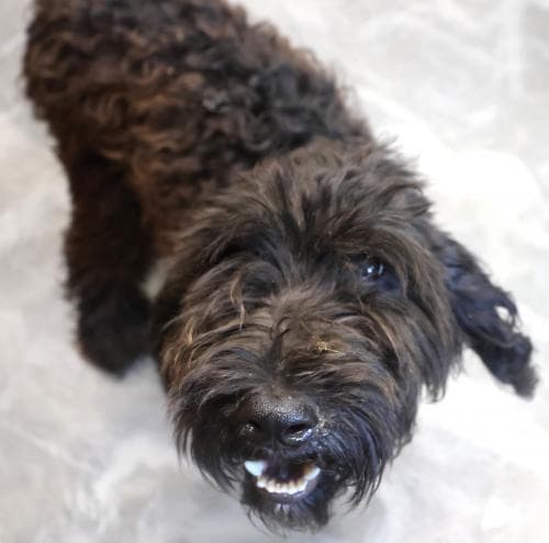 Bob - Poodle (unknown type)
