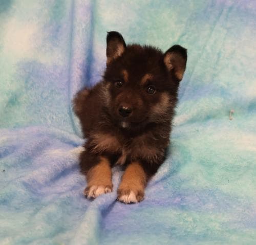 Koda - Shepherd