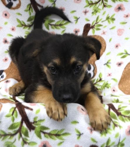 Quibble - Shepherd