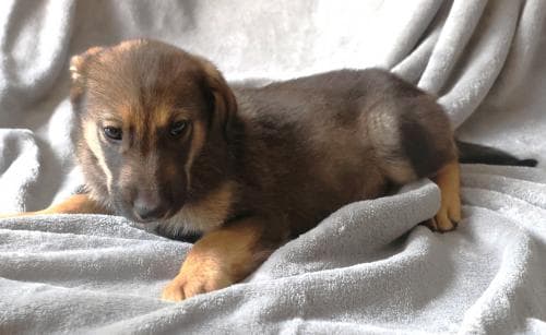 Milo - Shepherd