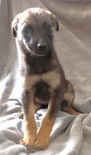 Muffin - Shepherd