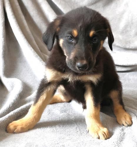 Merlin - Shepherd