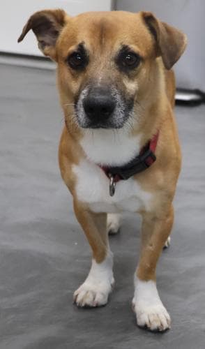 Hal - Terrier