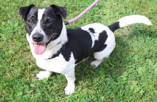 Walter - Terrier