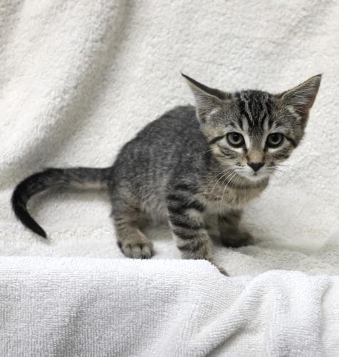 Jumble - Domestic Short Hair