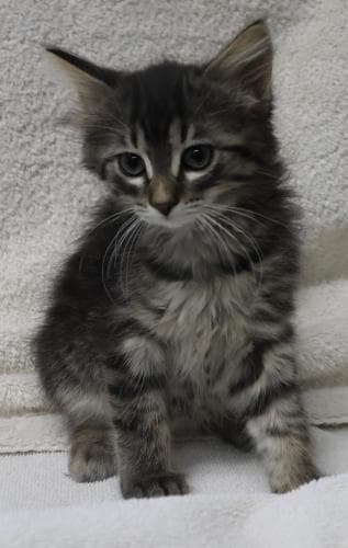 Juno - Domestic Medium Hair