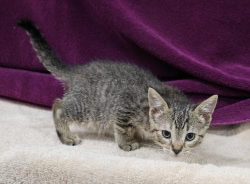 Alice - Domestic Short Hair
