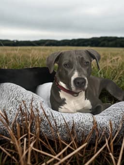 Marcy image 1