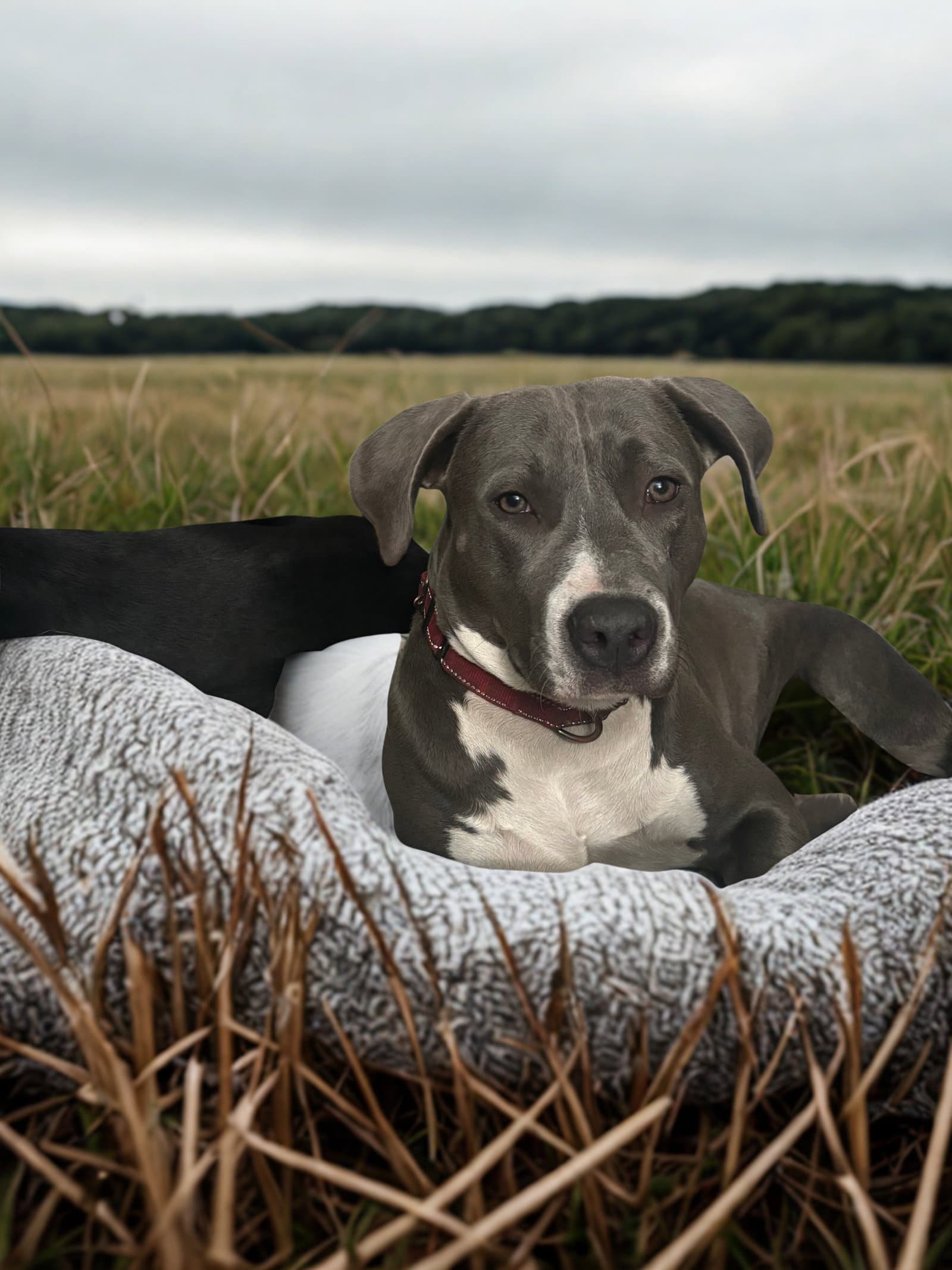 Marcy - Pit Bull Terrier