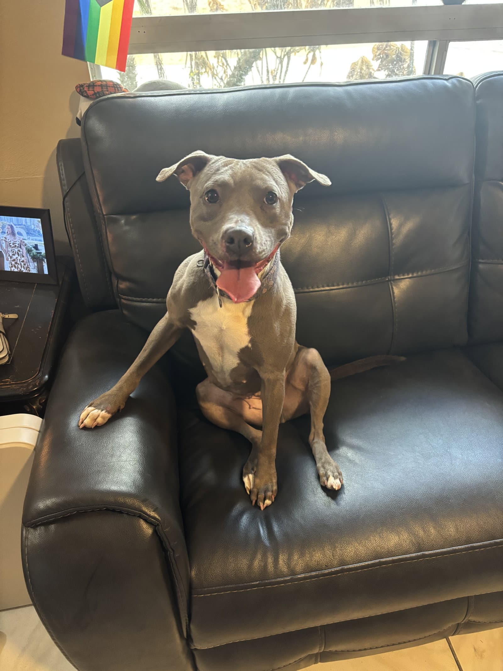 Penny Penelope - Pit Bull Terrier