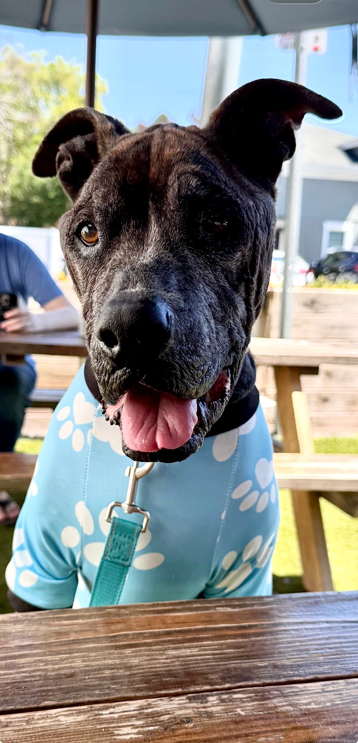 Beans - Pit Bull Terrier