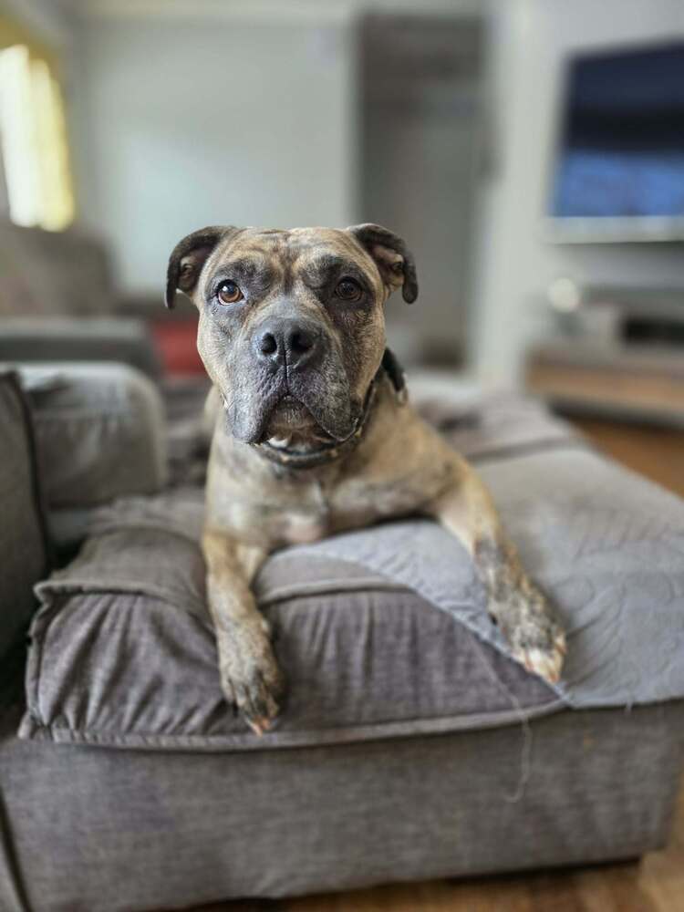 Melody - American Pit Bull Terrier