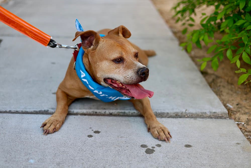 Bubba Short For Bubba Gump - Pit Bull Terrier
