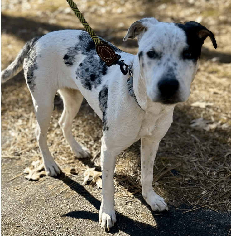 Heily - Australian Cattle Dog/Blue Heeler