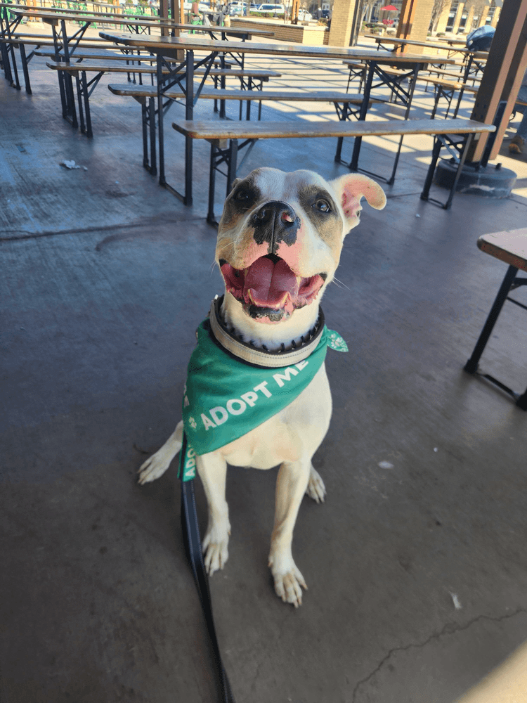 Newton - Staffordshire Bull Terrier