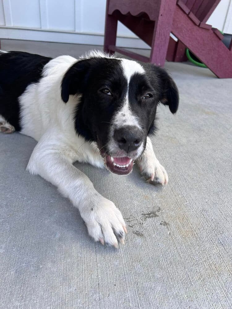 Sasha - Border Collie