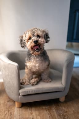 Bentley image 4