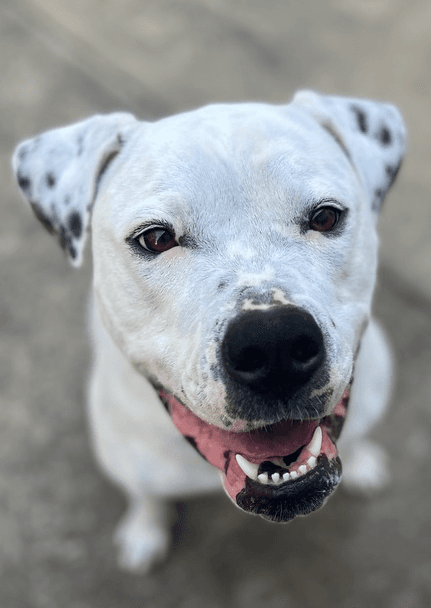 Binka - American Bulldog