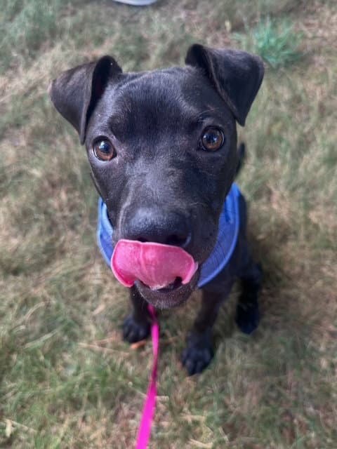 Willow - American Pit Bull Terrier