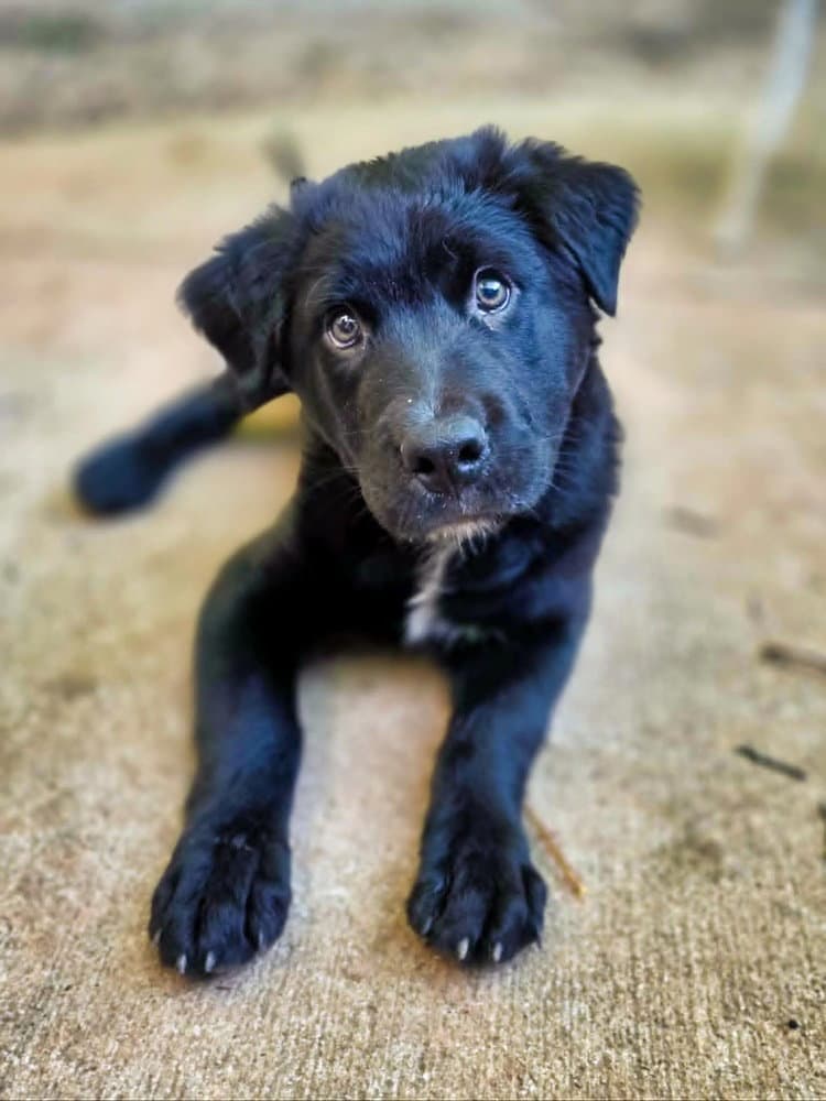 Bayou - Rottweiler
