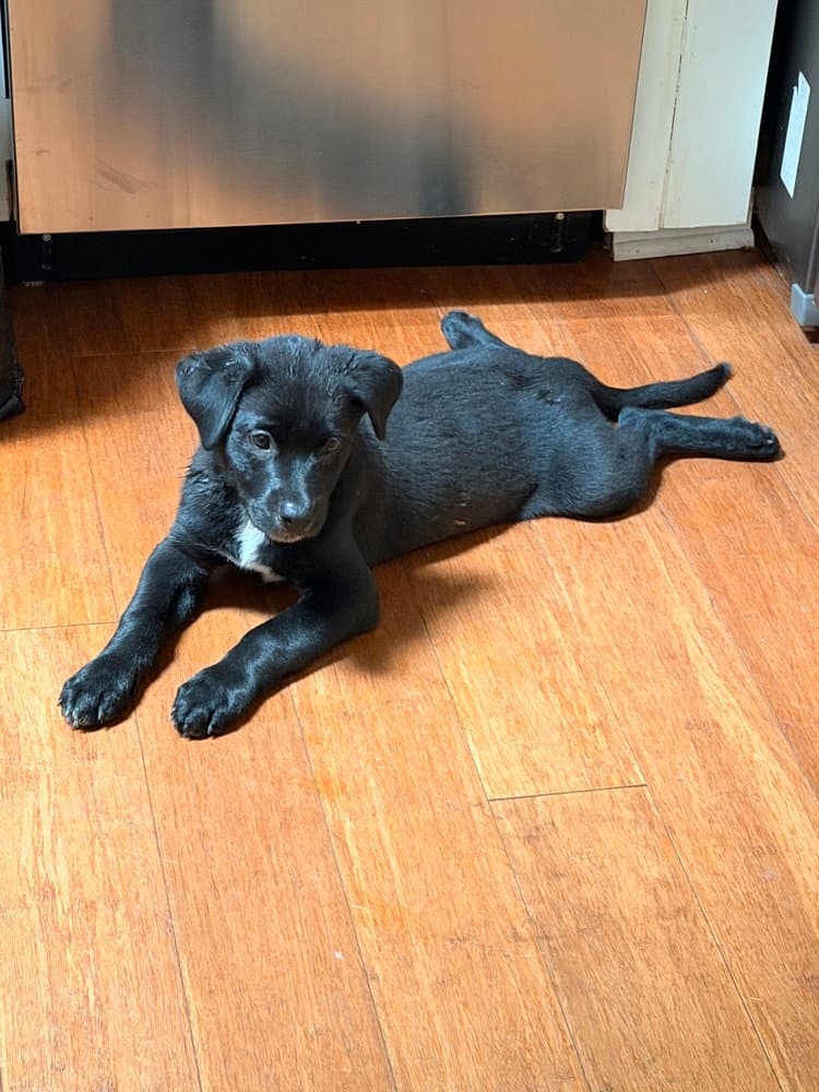 Gator - Rottweiler