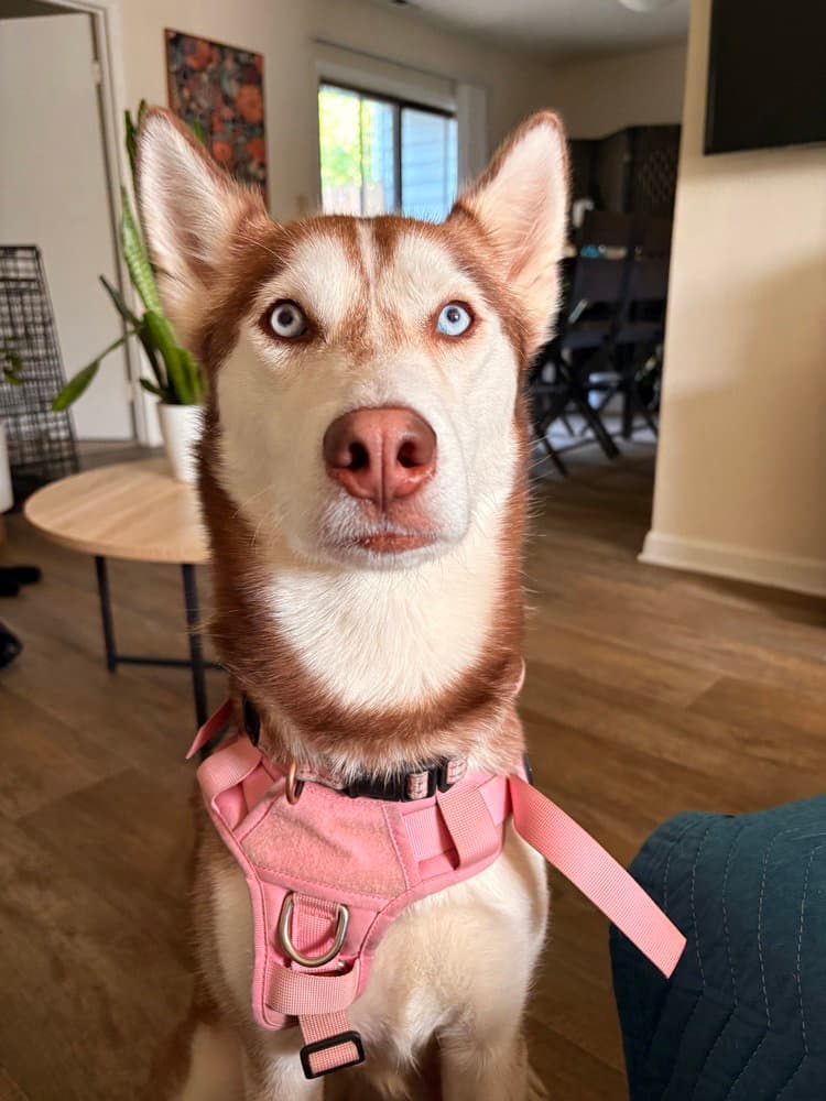 Mika - Husky