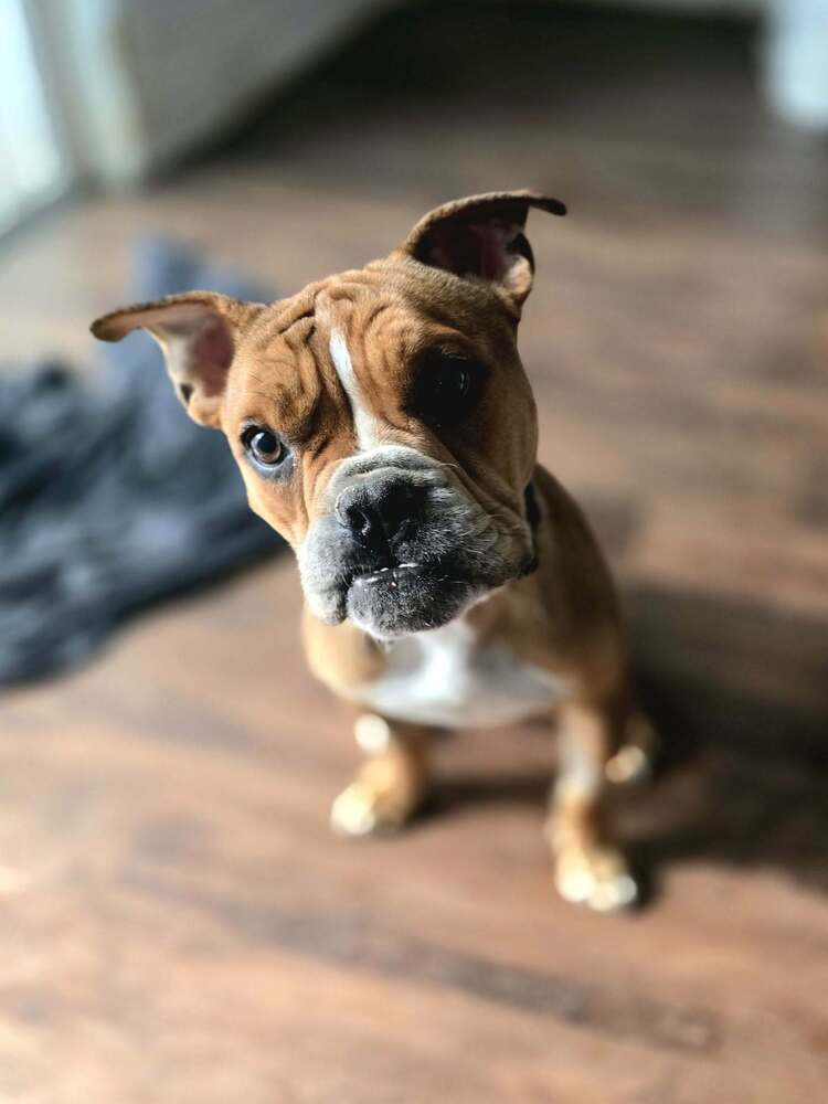 Louie Meatball Mcsnort - American Pit Bull Terrier