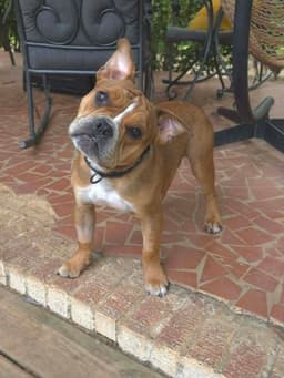 Louie Meatball Mcsnort image 2