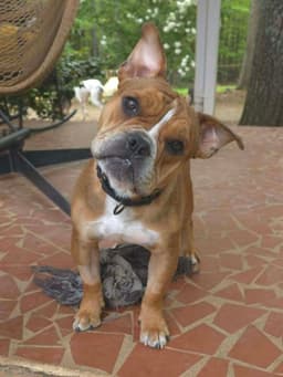 Louie Meatball Mcsnort image 3