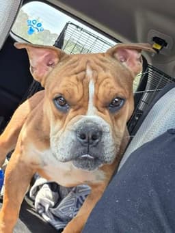 Louie Meatball Mcsnort image 4