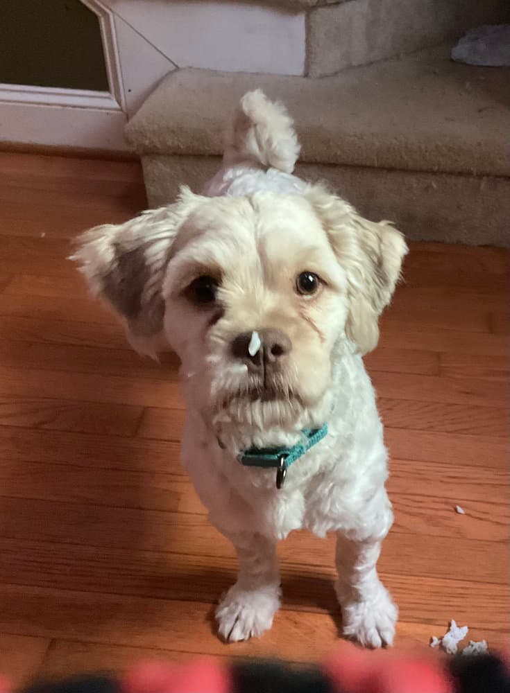 Teddy - Shih Tzu