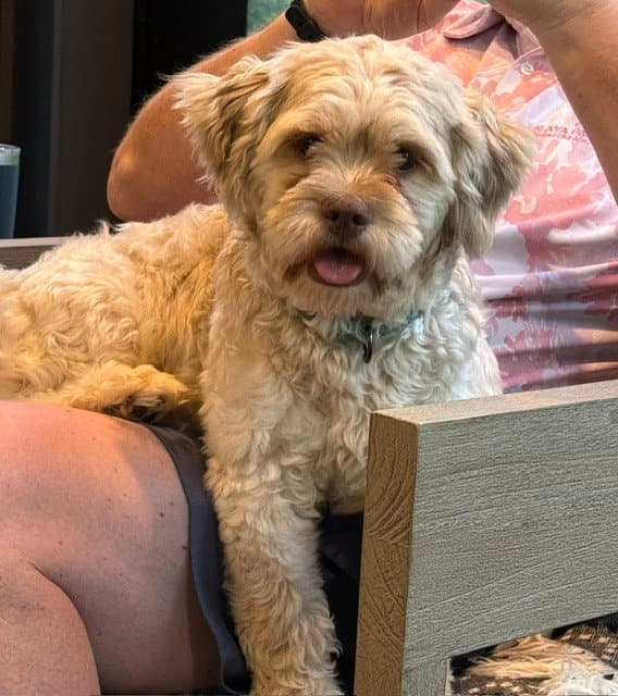 Teddy - Shih Tzu
