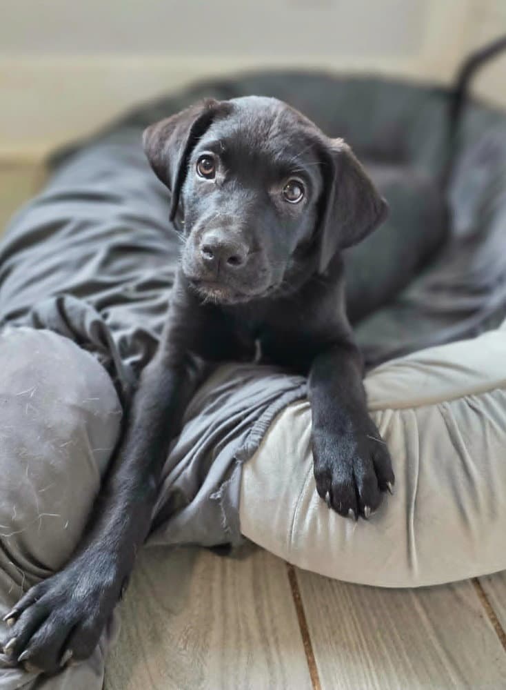 Bourbon - Rottweiler