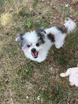 Cooper image 3