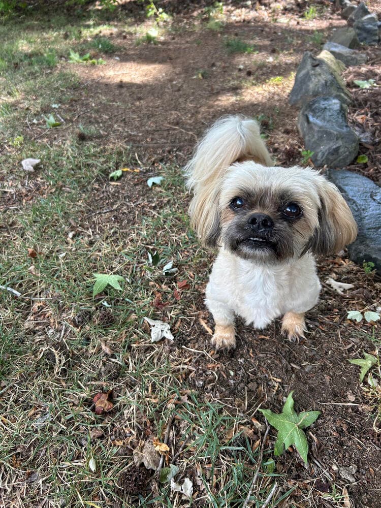 Parker - Pomeranian