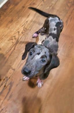 Moxie image 4