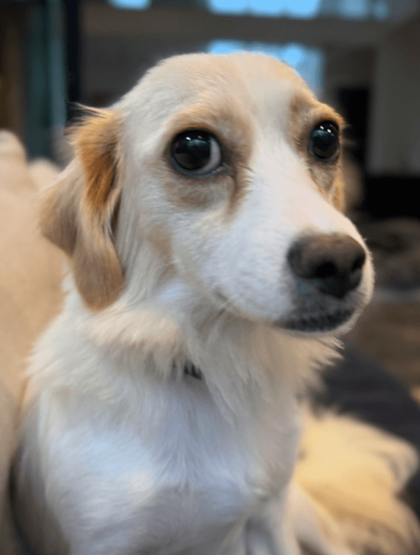 Fern - Chihuahua