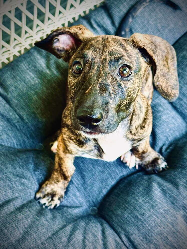 Brownie - Dachshund