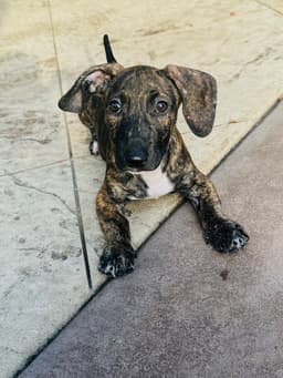 Brownie image 3