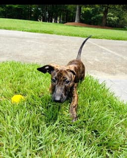 Brownie image 4