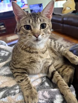 Toona image 1