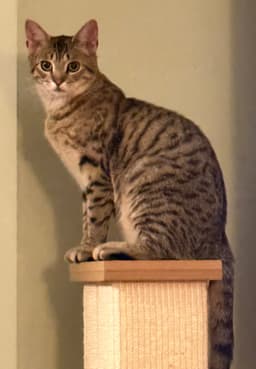 Toona image 3