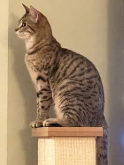 Toona image 4