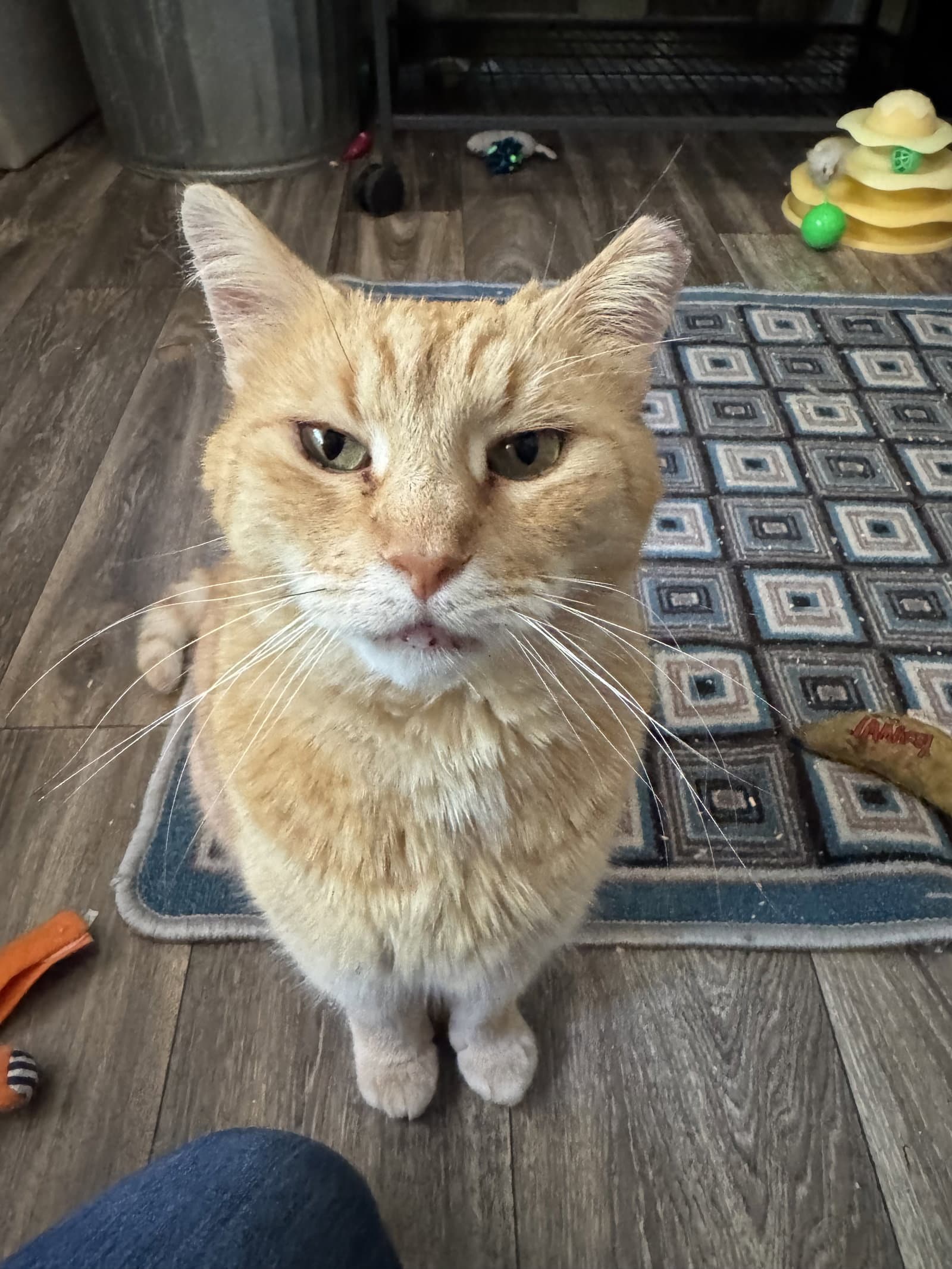 Mouse - Domestic Short Hair