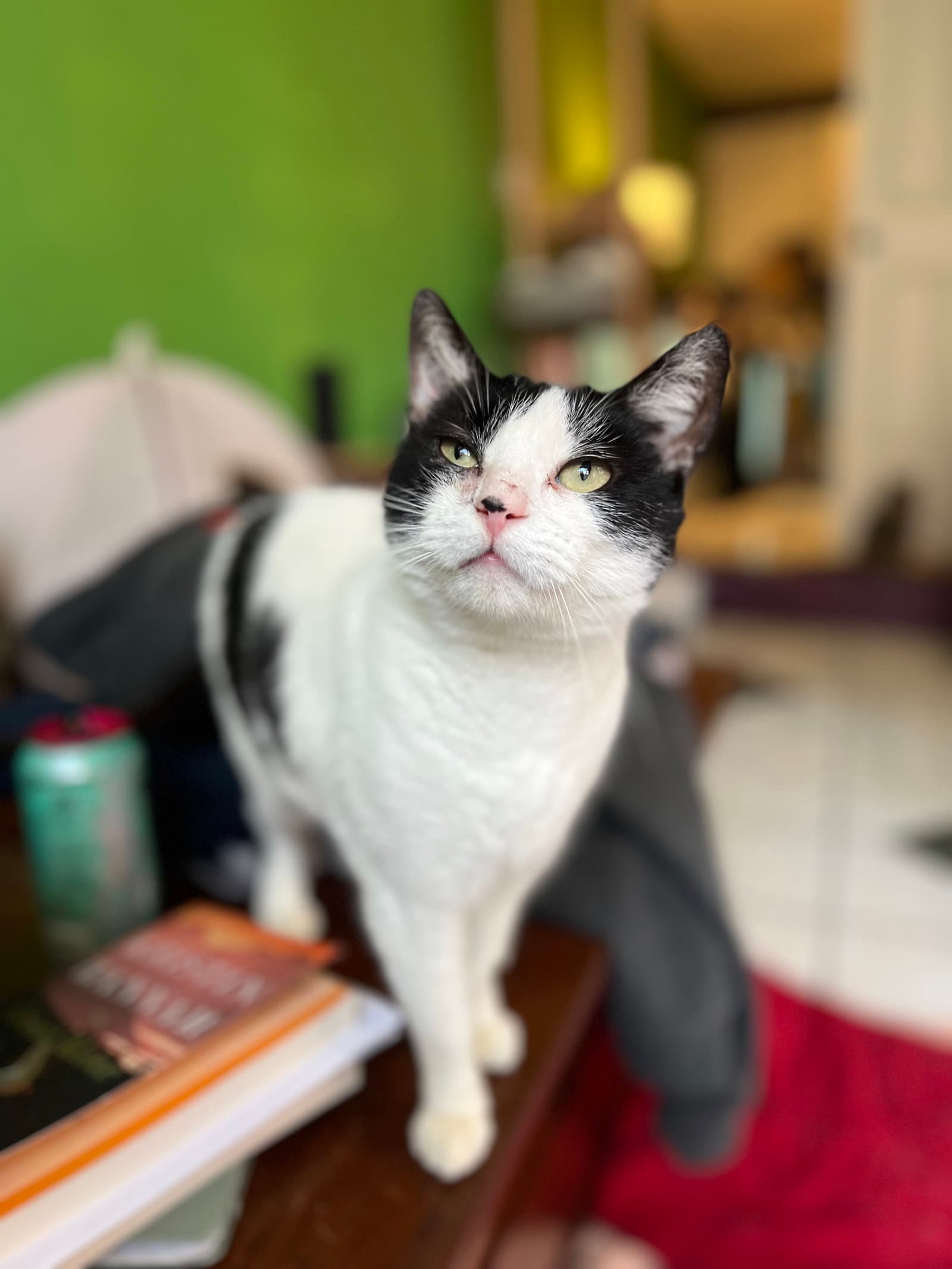 Blondie - American Shorthair