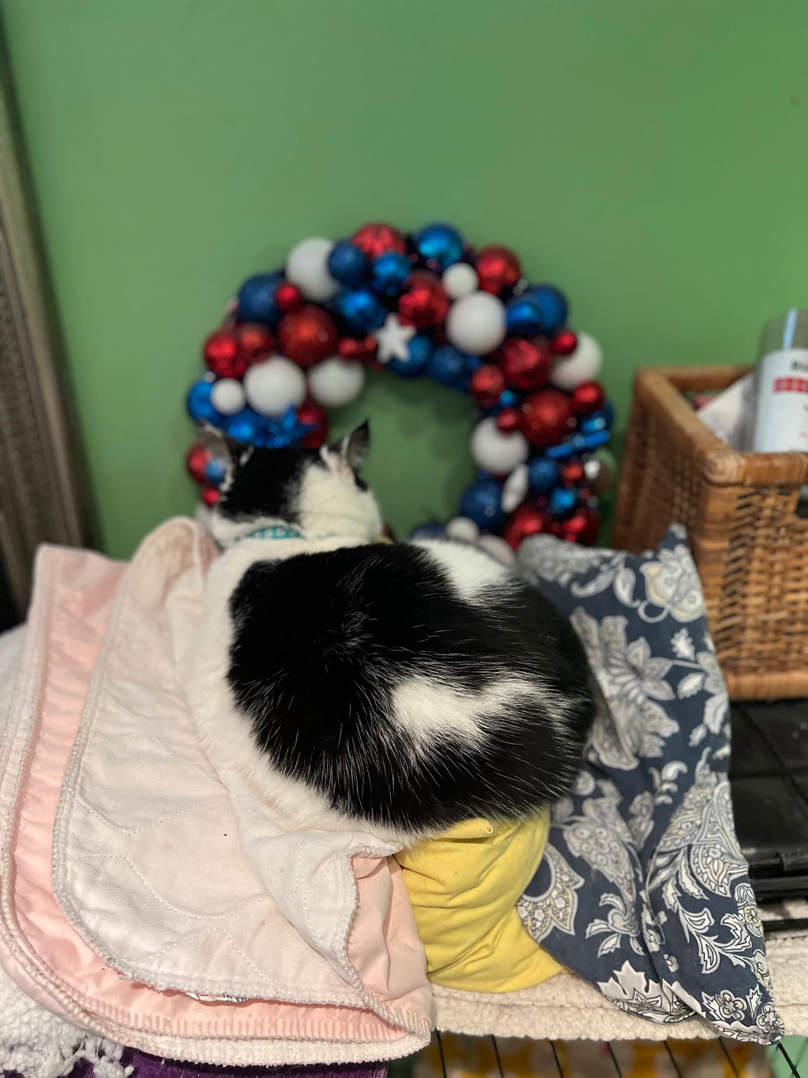 Albert Einstein - Domestic Medium Hair